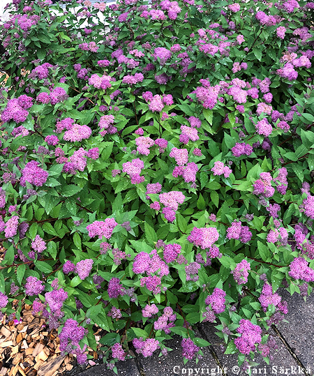 Spiraea japonica'Froebelii'